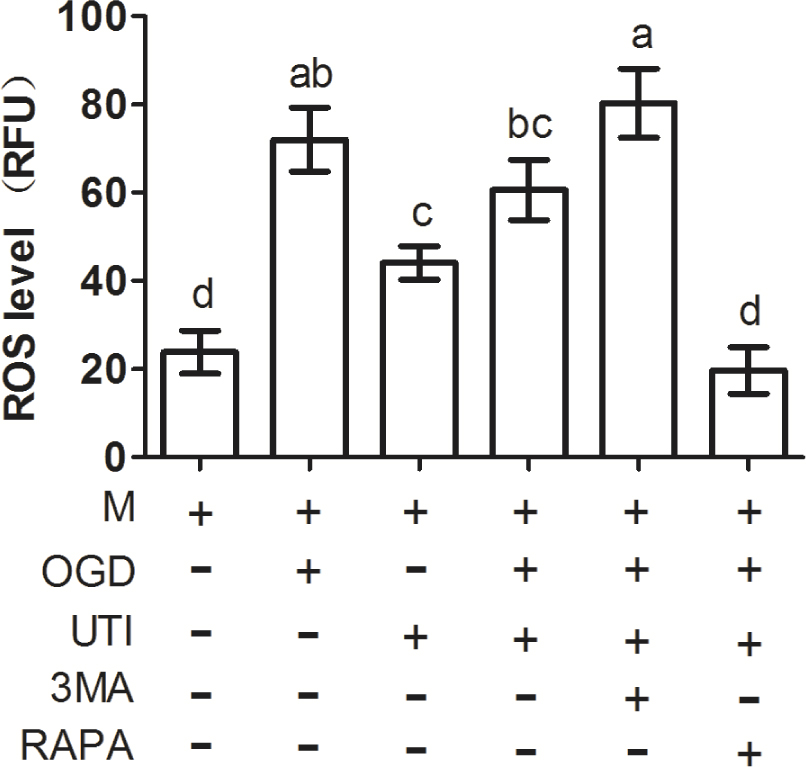 Figure 6 UTI affected the ROS level in macrophages through autophagy. M Macrophage; OGD: Oxygen glucose deprivation; UTI: Ulinastatin.; 3MA: 3-Methyladenine; RAPA: Rapamycin. Bars with different letters are significantly different (p < 0.05).