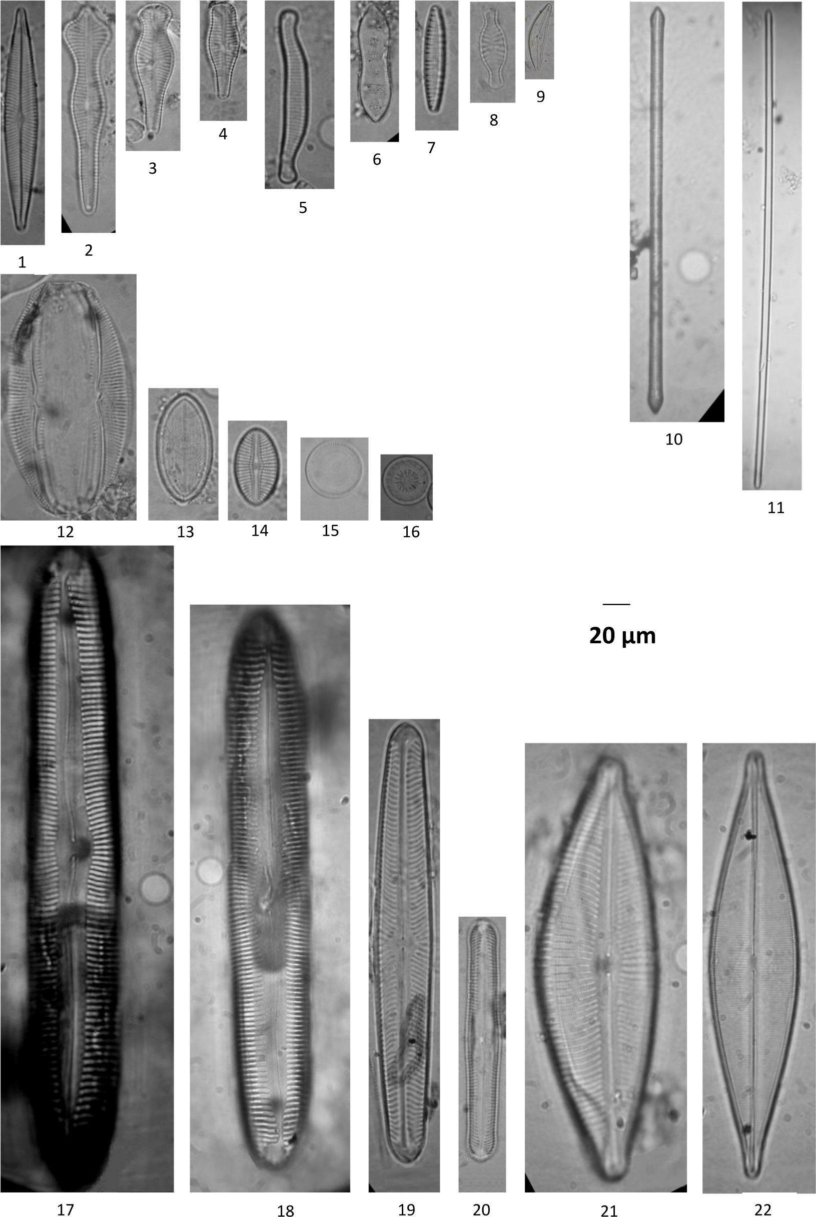 Figure 7 Diatoms in the industrial water biotopes: Navicula angusta (1), Gomphonema acuminatum (2), Gomphonema capitatum (3), Gomphonema pala (4), Eunotia arcubus (5), Cymatopleura solea (6), Nitzschia denticula (7), Planothidium daui (8), Cymbopleura ineaqualis (9), Ulnaria biceps (10), Flagilaria capitata (11), Amphora copulata (12), Cocconeis placentula (13), Cocconeis sp. (14), Ellerbackia arenaria (15), Cyclotella radiosa (16), Pinnularia viridis (17), Pinnularia nobilis (18), Pinnularia divergens (19), Pinnularia gibba (20), Cymbopleura inaequalis (21), Craticula cuspidata (22). All LM micrographs, scale bars = 20 μm.