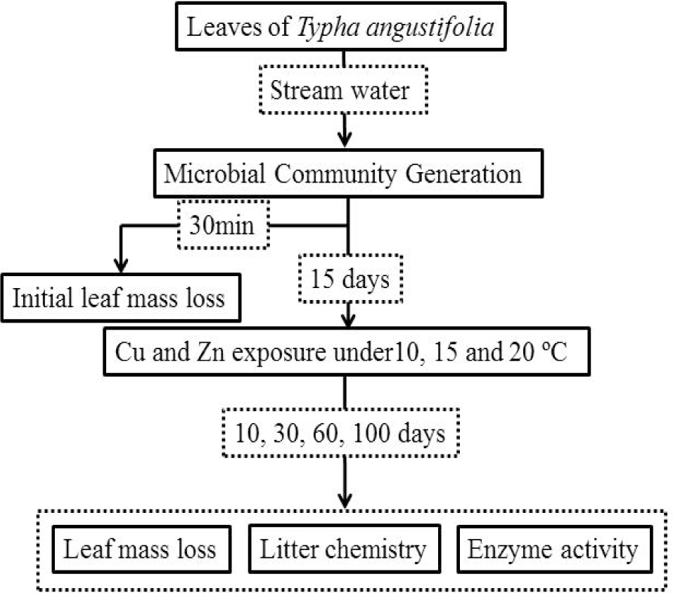 Figure 1 Graphical representation of the experimental process.