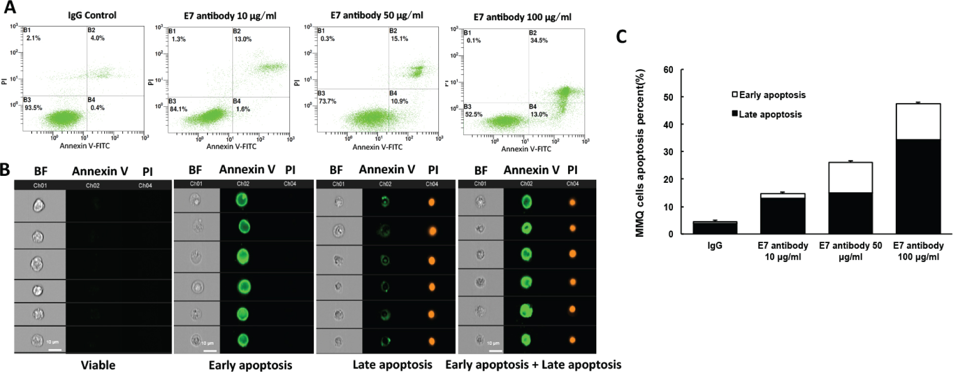 Figure 4 EGFL7-blocking antibody induced the apoptosis in MMQ cells. (A) Dot plot shows viable, early apoptotic, late apoptotic, and necrotic cell populations (AnnV–/PI–, AnnV+PI–, AnnV–/PI+, and AnnV+PI+, respectively). (B) Representative images of each distinct cellular subset. n=4; scale bars = 10 μm. (C) Percent apoptotic MMQ cells (early apoptotic + late apoptotic) at 72 hours.