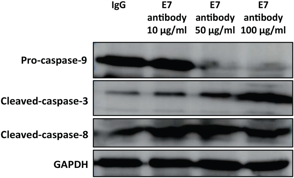 Figure 5 EGFL7-blocking antibody-induced apoptosis was dependent on the activation of caspase-9 and -3. MMQ cells treated with or without EGFL7-blocking antibody for 72 hours at indicated concentrations.