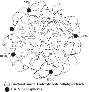 Figure 5 Mechanism of the adsorption for Cr(IM) and Cr(VI) on Cu-S·PPP-SH.