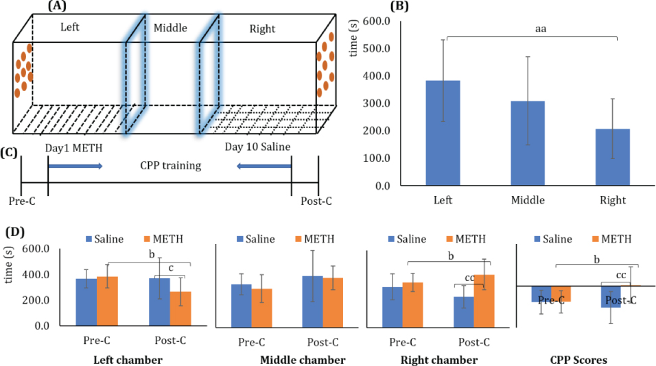 Figure 1 METH-induced CPP in rats. (A) CPP training and testing equipment consisted of two large side chambers with different floor textures (bar floor in the left vs grid floor in the right, respectively) and a smaller middle chamber with a smooth PVC floor; (B) Historical laboratory data of rat’s natural preference, n = 630; (C) Protocol of CPP training and test; (D) Comparison of METH and saline, n = 10, the CPP score was defined as the time spent in the right chamber (METH-paired) minus that spent in the left chamber (saline-paired). Means ± SD, aaP< 0.01 vs left chamber; bP< 0.05 vs Pre-C test; cP < 0.05 vs saline group; ccP < 0.01 vs saline group. Pre-C: preconditioning test; Post-C: postconditioning test.