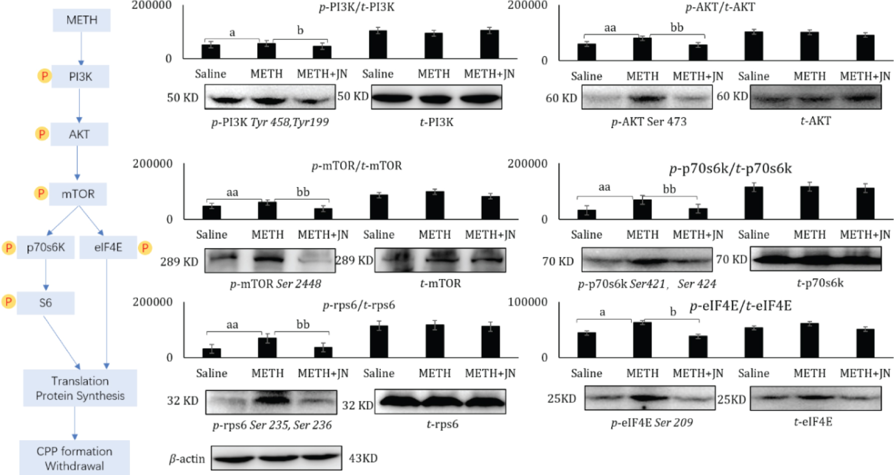 Figure 4 Influence of METH and Jinniu Capsule on the PI3K-AKT-mTOR signaling pathway phosphorylation cascade. Means ± SD, n = 6, aP < 0.05 vs saline group; aaP < 0.01 vs saline group; bP < 0.05 vs METH group; bbP < 0.01 vs METH group. NAc of rats was obtained and the phosphorylation of PI3K, AKT, mTOR, p70s6k, rps6, and eIF4E were examined.