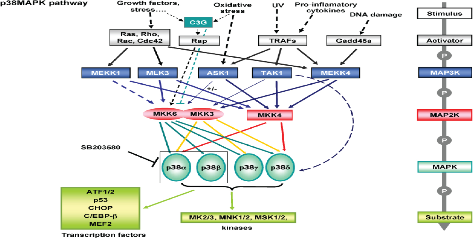 Figure 2 p38MAPK pathway [23].