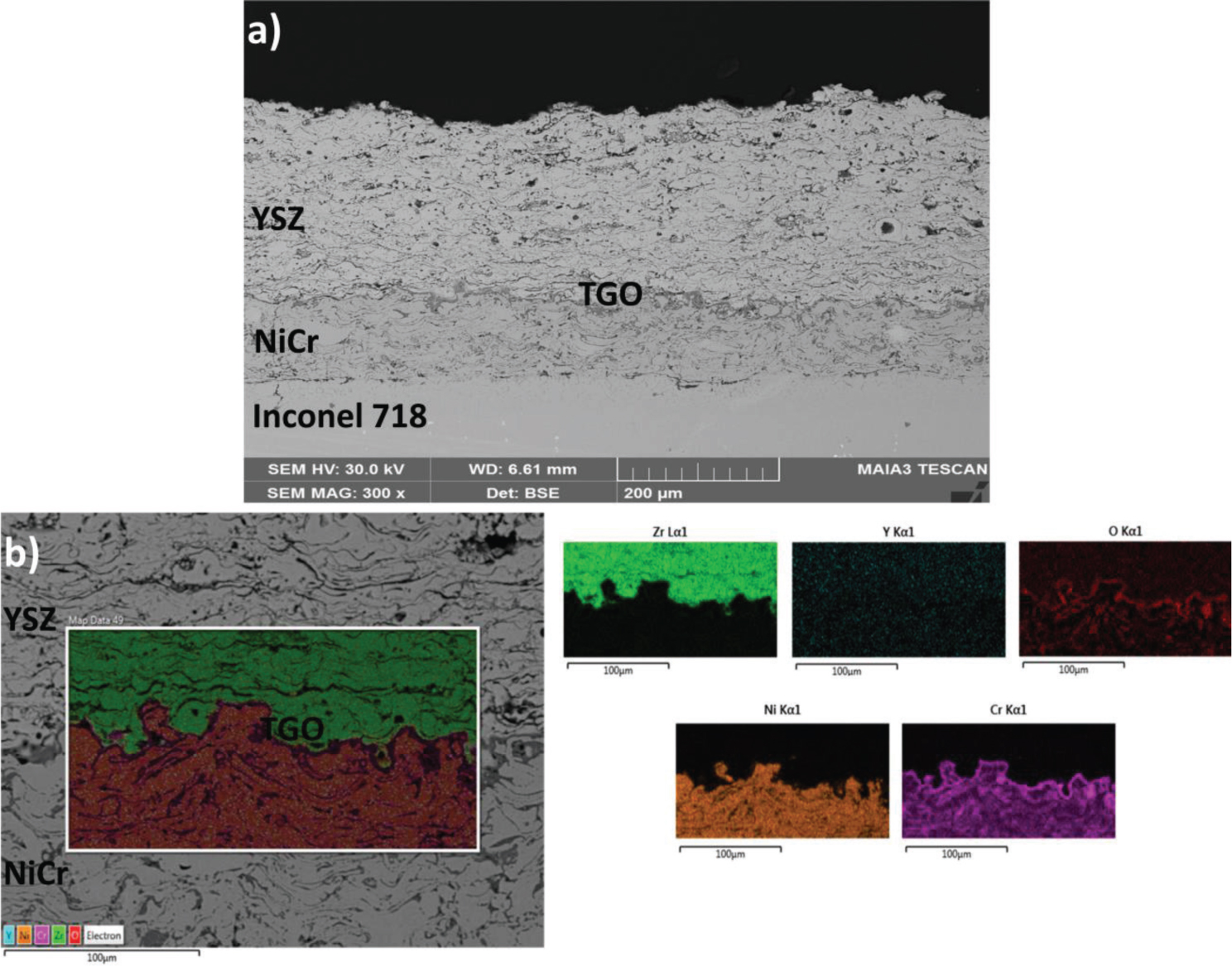 Figure 4 SEM and elemental mapping image of TBC oxidized for 50 h at 1000°C.