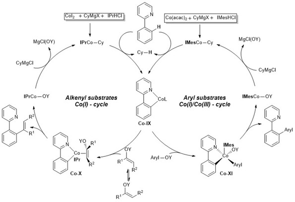 Scheme 4.12. Proposed mechanism for the cobalt-catalyzed arylation/alkenylation of arenes with arenes/alkenyl carbamates, sulfamates, carbonates, phosphates by C–H activation.