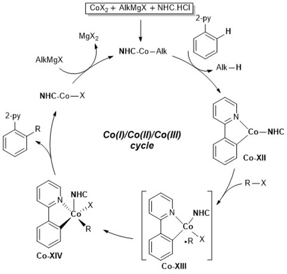 Scheme 4.15. Proposed mechanism for the cobalt-catalyzed arylation/alkylation of arenes with aryl/alkyl halides by C–H activation.