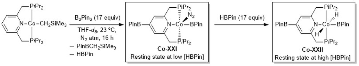 Scheme 4.23. Synthesis of the catalyst resting states during the cobalt-catalyzed borylations of arenes/heteroarenes by C–H activation.