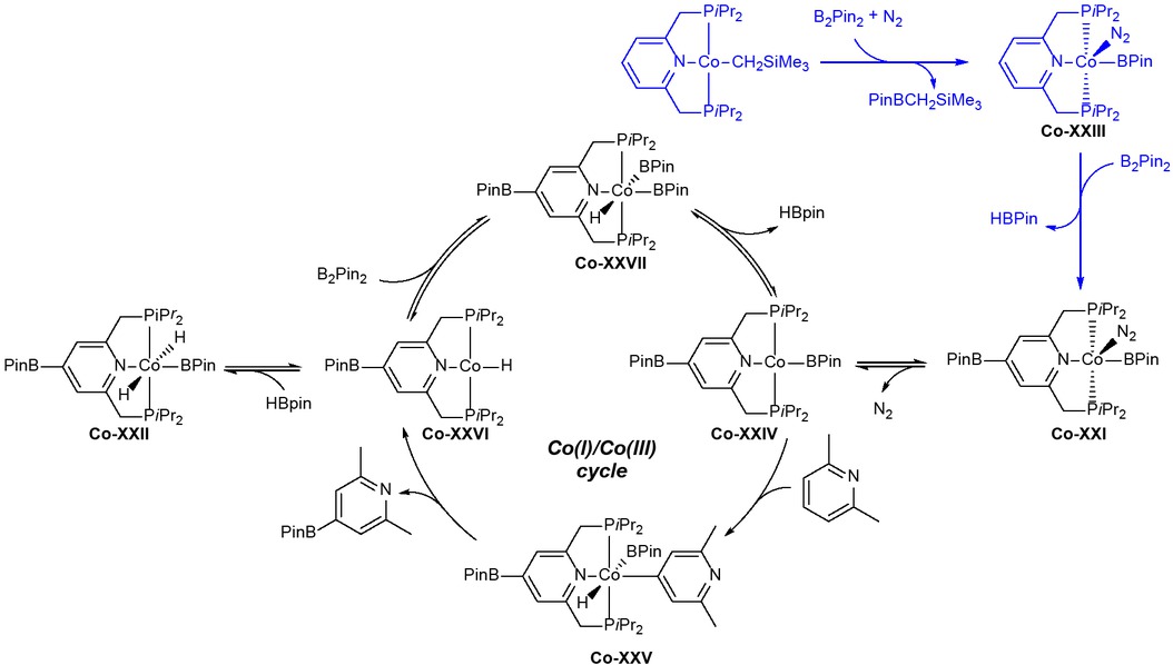 Scheme 4.24. Proposed catalytic cycle for the cobalt-catalyzed borylation of arenes/heteroarenes with B2Pin2 by C–H activation. Adapted from reference [91].