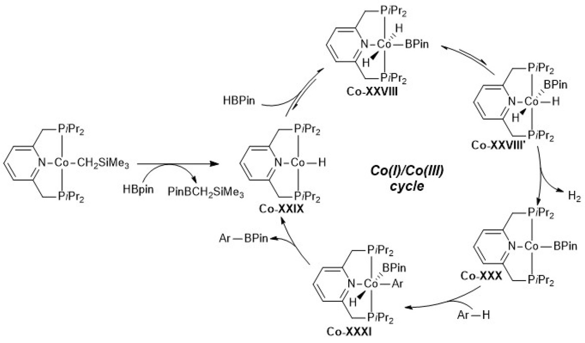 Scheme 4.25. Proposed catalytic cycle for the cobalt-catalyzed borylation of arenes/heteroarenes with HBPin by C–H activation. Adapted from reference [92].