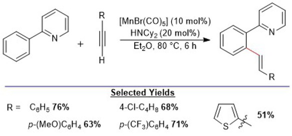 Scheme 5.4. Manganese-catalyzed alkenylation of 2-aryl-pyridines with terminal alkynes by C–H activation. Adapted from reference [116].