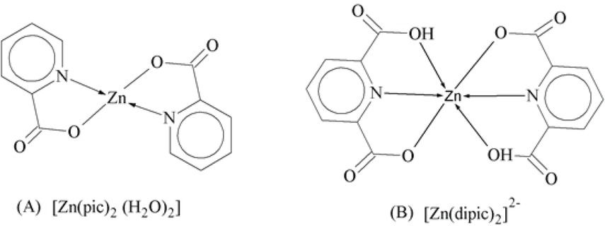 Scheme 20 [Zn(pic)2(H2O)2] and 2,6-dipicolinato complexes [Zn(dipic)2]2.
