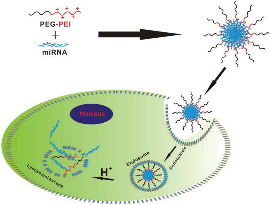 Figure 1 Schematic illustration of nanoparticle formation and internalization into PCa cells for co-delivery of miRNA.