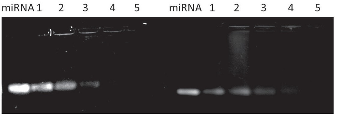 Figure 2 Electrophoresis of PEG-PEI/miR-221 (a) and PEG-PEI/miR-222 (b) formed at various N/P ratios and miR-221/222 dose of 100 nM.