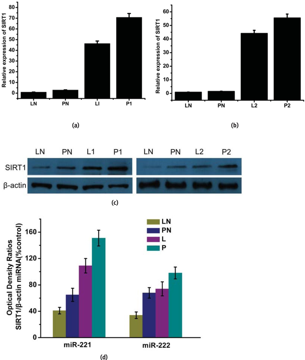 Figure 8 (a) Figure of SIRT1 gene expression in PC-3 cells by RT-PCR.(miR-221 group). (b) Figure of SIRT1 gene expression in PC-3 cells by RT-PCR.(miR-222 group) LN: blank group; PN: PEG-PEI/miR-scr group; L1: lipo2000/miR-221 group; P1: PEG-PEI/miR-221 group; L2: lipo2000/miR-222 group; P2: PEG-PEI/miR-222 group. Dose of miR: 100nM; polyplexes were synthesized at N/P=20; data are mean±SD (n=3). (c) Analysis of SIRT1 expression at protein level by western blot. (d) The densitometric data of western blot LN: blank group; PN: PEG-PEI/miR-scr group; L:lipo2000/miR-221 group (lipo2000/miR-222 group); P: PEG-PEI/miR-221 group (PEG-PEI/miR-222 group). Dose of miR: 100nM; polyplexes were formed at N/P=20.