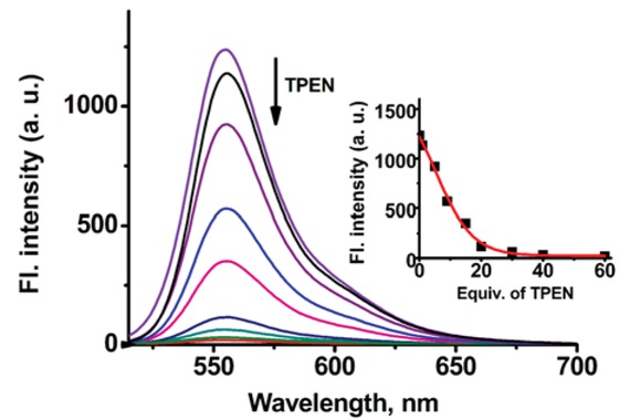 Figure 4 Fluorescence titration spectra of a solution of sensor Rh6G-1 (10 μM) + Fe3+ (10 equiv.) with TPEN (0 - 60 equiv.) in water (containing 1% DMSO as a cosolvent). Inset: Fluorescent intensity at 556 nm of a solution of sensor Rh6G-1 (10 μM) + Fe3+ (10 equiv.) upon addition of TPEN (0 - 60 equiv.). Excitation at 500 nm.