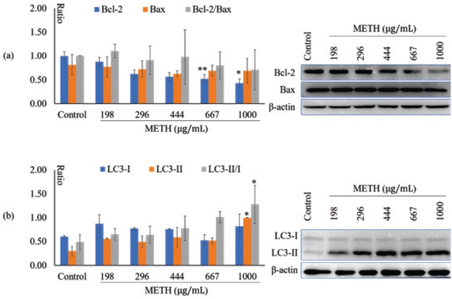 Figure 4 METH induced apoptosis and autophagy of U-118 MG cells. (a) the expression of Bcl-2 and Bax; (b) the expression of LC3. The annotation * indicates a p value < 0.05 versus control group. The annotation ** indicates a p value < 0.01 versus control group.