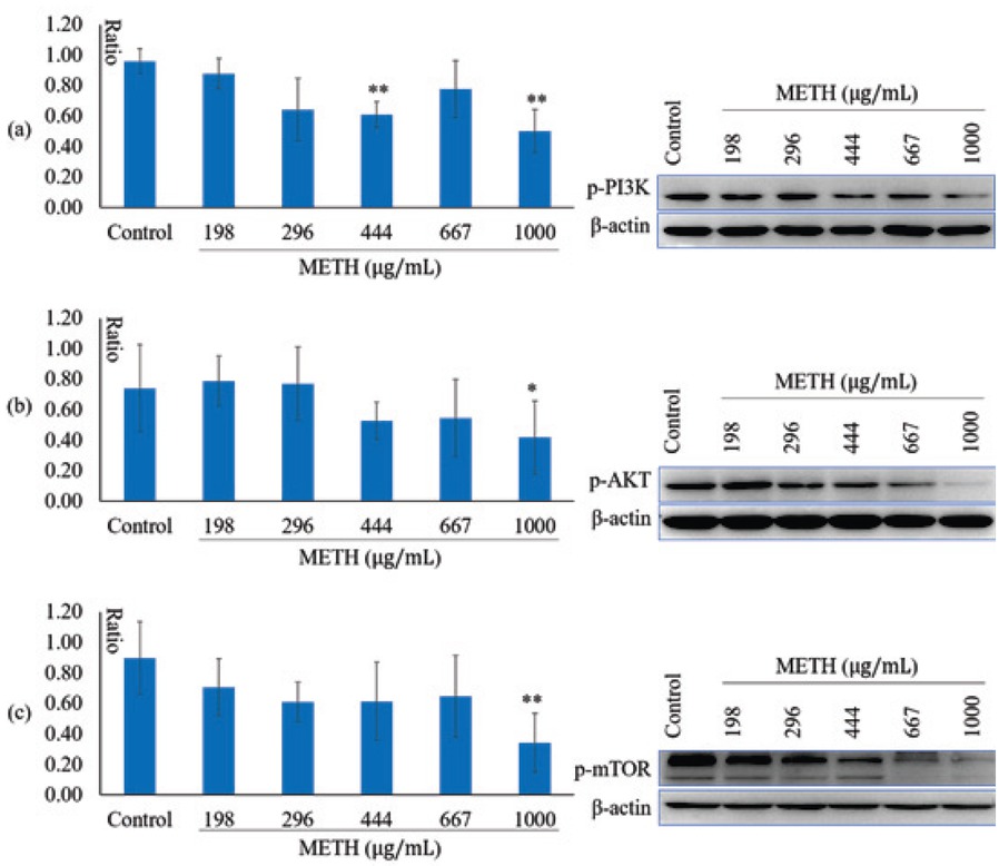 Figure 5 METH inhibited the activity of PI3K-Akt-mTOR signaling pathway. (a) the expression of p-PI3K; (b) the expression of p-Akt; (3) the expression of p-mTOR. The annotation * indicates a p value < 0.05 versus control group. The annotation ** indicates a p value < 0.01 versus control group.