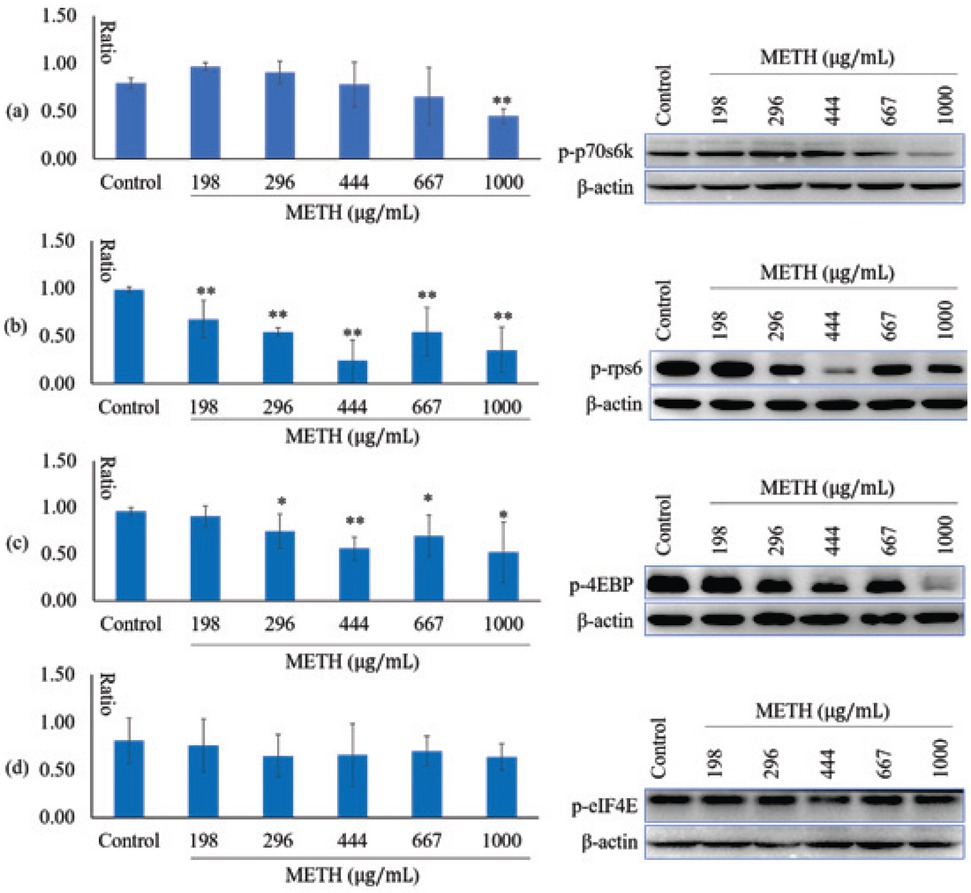 Figure 6 METH inhibited phosphorylation of downstream kinases of mTORC1. (a) the expression of p-p70s6k; (b) the expression of p-rps6; (3) the expression of p-4EBP; (3) the expression of p-eIF4E. The annotation * indicates a p value < 0.05 versus control group. The annotation ** indicates a p value < 0.01 versus control group.