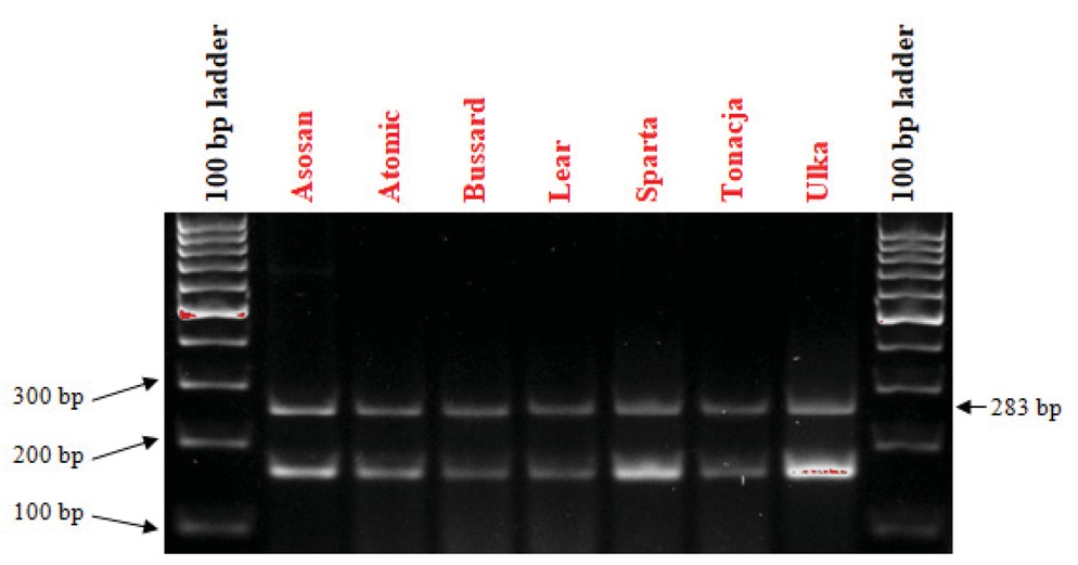 Figure 1 Electropherogram showing the presence of the Xcfd81 marker of the Pm2 gene in wheat varieties.