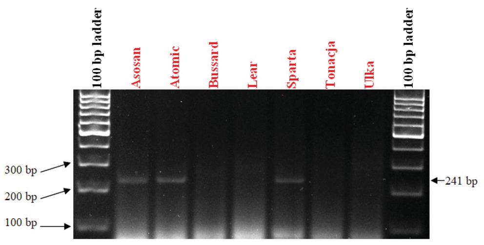 Figure 2 Electropherogram showing the presence of the STS_241 marker of the Pm4b gene in wheat varieties.