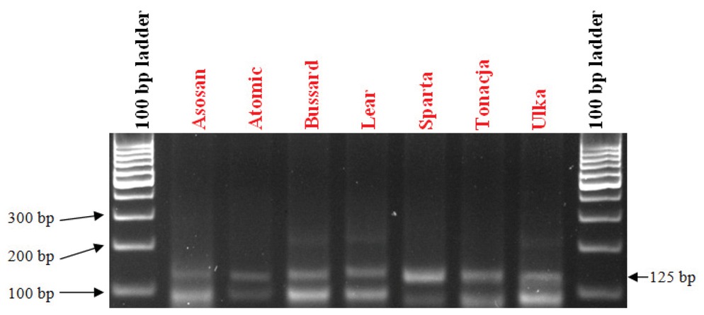 Figure 3 Electrophorogram showing the presence of the Xgwm382 marker of the Pm4b gene in wheat varieties.