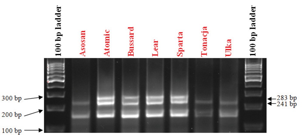 Figure 4 Electrophorogram showing the presence of the following markers: Xcfd81 of the Pm2 gene and STS_241 of the Pm4b gene in wheat varieties.