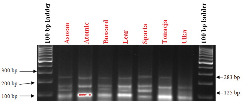 Figure 5 Electrophorogram showing the presence of the following markers: Xcfd81 of the Pm2 gene and STS_241 of the Pm4b gene in wheat varieties.