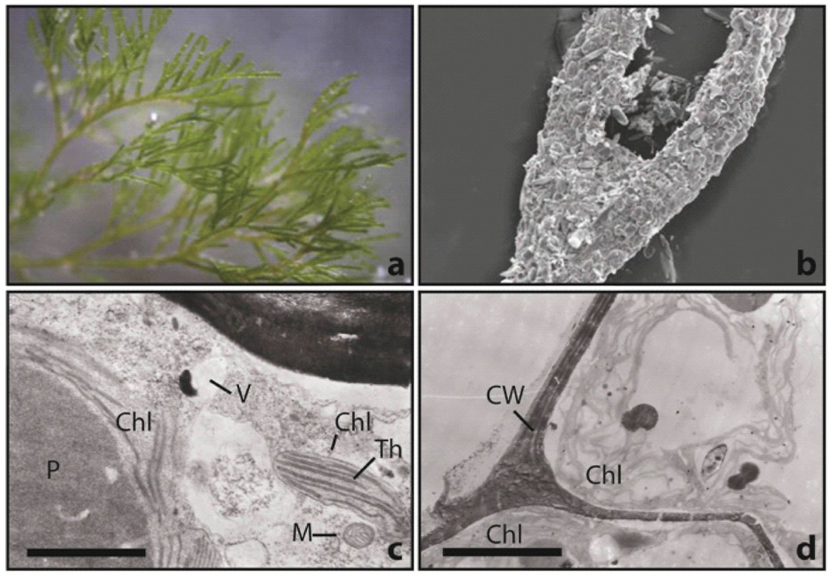 Figure 1 Details of the ultrastructure of Cladophora glomerata thalli: a – general view of branched filaments (LM); b -surface of filament inhabited by periphytic diatoms (SEM); c –TEM micrograph of mitochondrion (M) in the vicinity of chloroplast (Chl) and pyrenoid (P) surrounded by chloroplast; the arrangement of thylakoids (Th) in chloroplast; internal singular vacuole (V) well organized; d – cell wall (CW), external layer and internal division of two cells; lipids on the chloroplast (Chl); (c, d – scale bar = 0.5 μm).