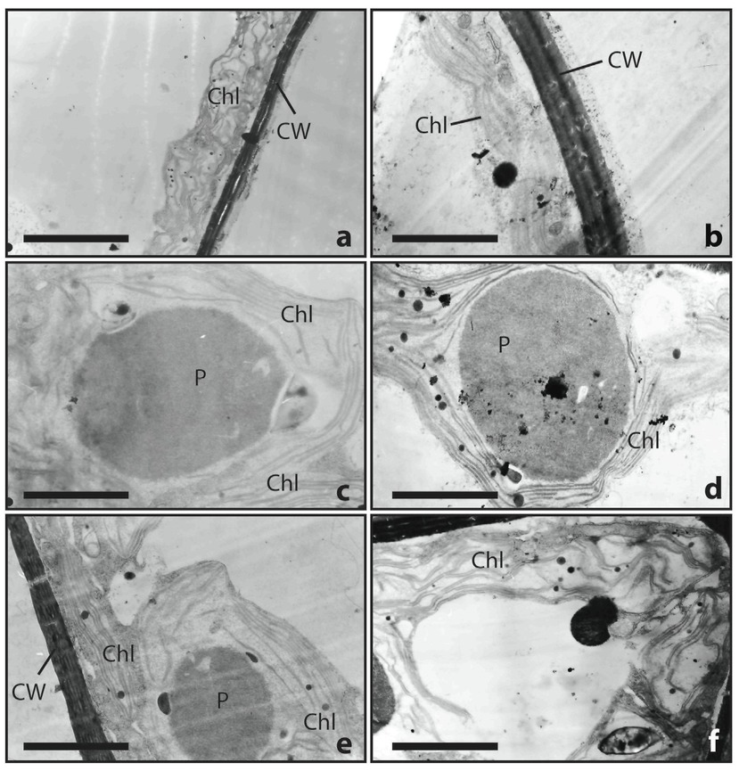 Figure 3 Ultrastructure analysis by transmission electron microscopy (TEM) of Cladophora glomerata with (right side) and without stress (left side): a – thin cell wall (CW) and normal chloroplast (Chl), b – multilayered cell walls (CW) and chloroplast (Chl); c, d – pyrenoid (P) surrounded by the chloroplast (Chl); e – multilayered cell wall (CW), chloroplast (Chl) and pyrenoid (P), f– cross section of filament showing chloroplast (Chl) (scale bar: 0.2 μm).