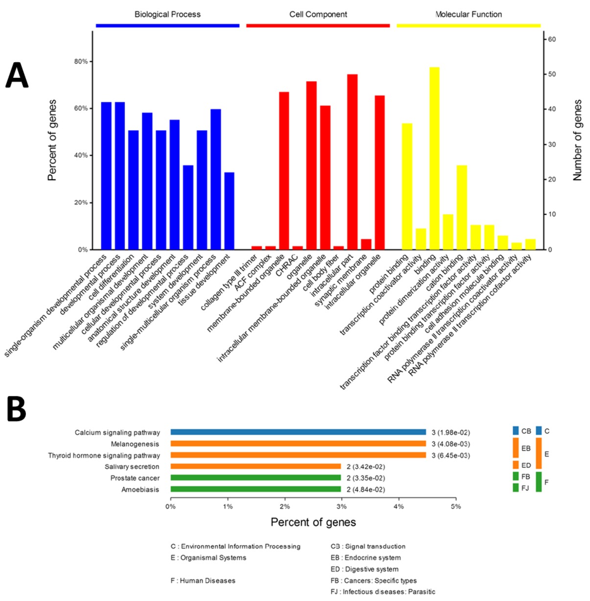 Figure 1 Gene Ontology analysis of prolactinomas. A: Differentially expressed mRNAs (fold change > 2 and false discovery rate q< 0.1) between the invasive and non-invasive groups of tissue were analyzed using hierarchical clustering. Each row represents a single mRNA and each column represents an individual sample. Red indicates relatively high expression and green indicates relatively low expression. B: KEGG pathways. KEGG pathway analysis showed the calcium signaling pathway, melanogenesis and the thyroid hormone signaling pathway were involved in pathogenesis and cell differentiation.