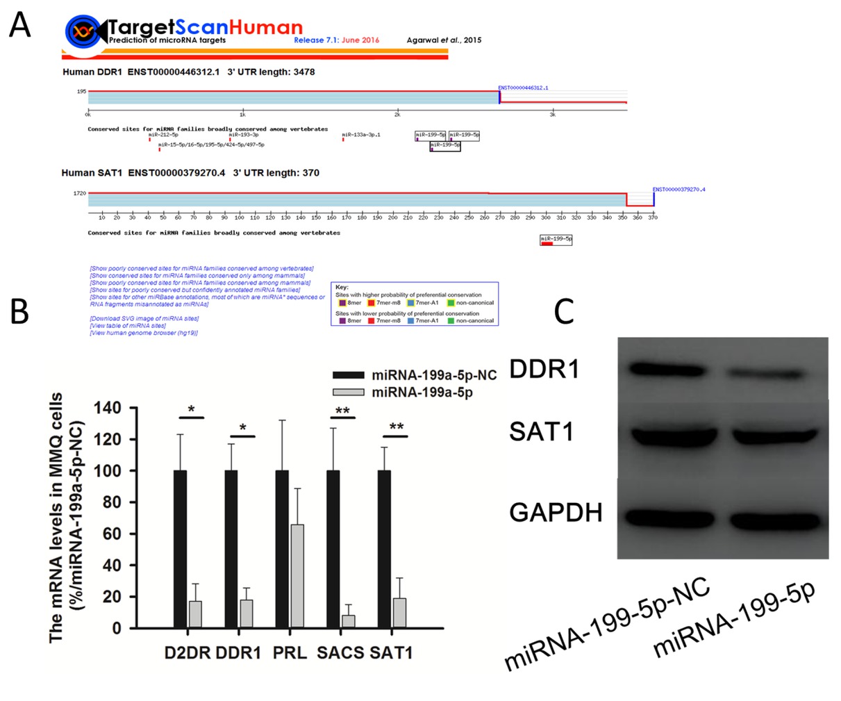 Figure 4 miRNA-199a-5p controlled the expression of DDR1 and SAT1 in MMQ cells. A: miRNA-199a-5p targeted the 3ʹUTR of DDR1 and SAT1. B: RT-qPCR data from target genes of miRNA-199a-5p and genes relate to DAs treatment. C: Western blots of DDR1 and SAT1. * compared to miRNA-199a-5p-NC n=3.