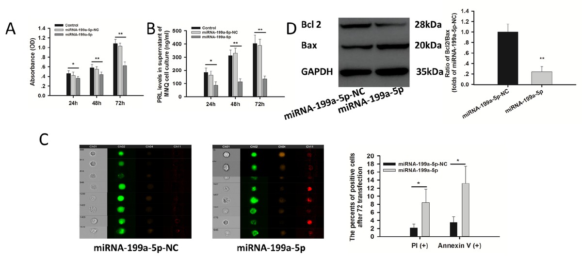 Figure 5 miRNA-199a-5p acted as an anti-tumor miRNA in MMQ cells. A: The effect on cell viability by MTS experiment. B: The effect on PRL secretion. C: The effect on apoptosis assessed by the Annexin V & PI apoptosis detection kit with MARK II. Green: GFP; Orange: PI; Red: Annexin V. D: Western blots of Bcl-2 and Bax.