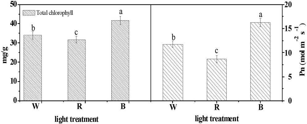 Figure 2 Effects of 24 h continuous light on net photosynthetic rate and chlorophyll content.