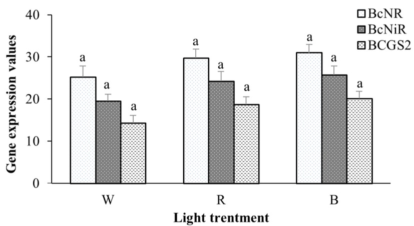 Figure 3 Effects of 24 h continuous light on key nitrogen metabolism gene gene expression in pakchoi.