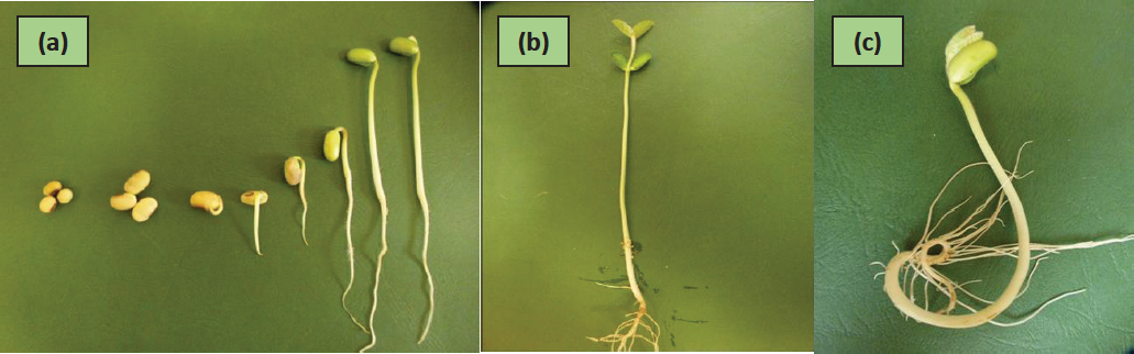 Figure 2 Soybean germination process (a) and the example of normal soybean seedling (b) and abnormal soybean seedling (c). Source: Sylwia Lewandowska (Photo).
