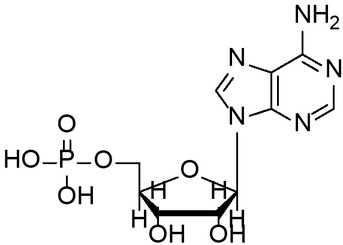 Figure 1 Structure of adenosine monophosphate(AMP).