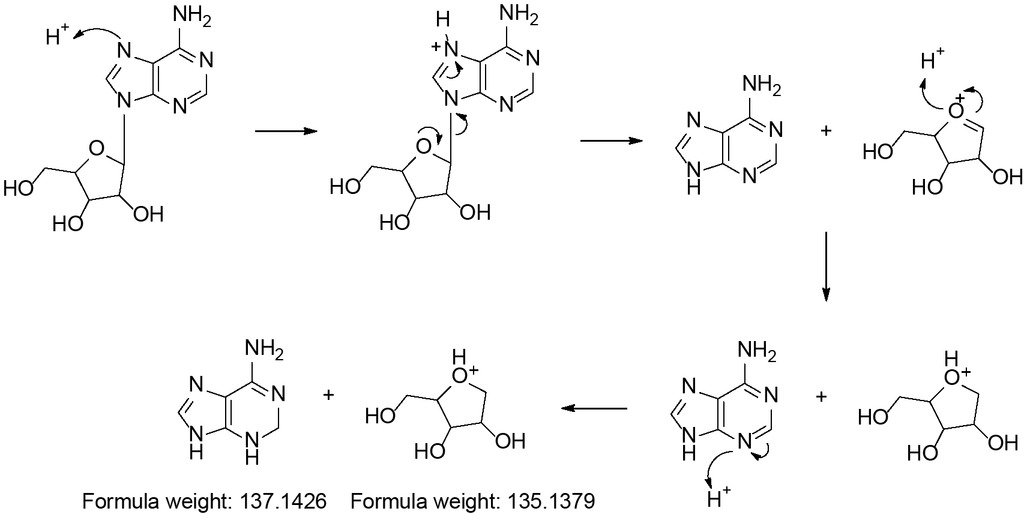 Scheme 3 The mechanism of N-glycosidic bond cleavage of AMPNa2 in acidic conditions at 60°C [32,33].
