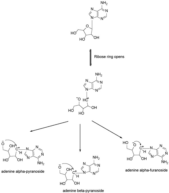 Scheme 4 The possible mechanism of anomerization of adenosine at pH 7.