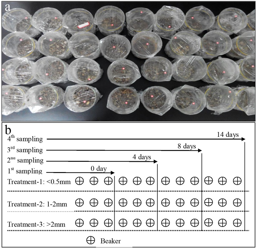 Figure 2 Incubation of different size aggregates (a) and sampling scheme (b) .