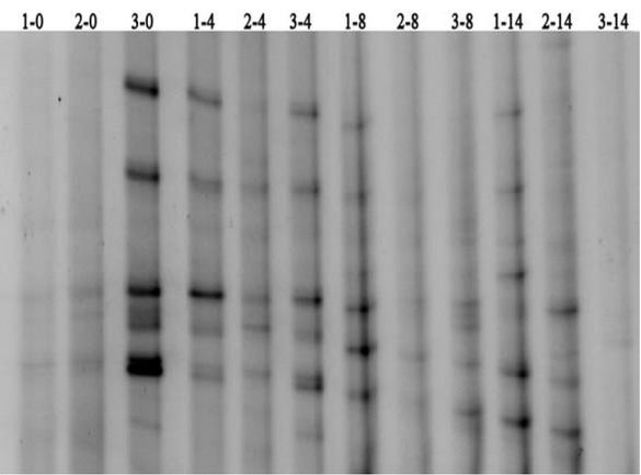 Figure 5 DGGE profiles of amplified 16S rDNA fragments (bacteria) from different size aggregates during the incubation. Experiment treatments are designated by 1, 2 and 3 before the hyphen“-”for <0.5mm, 1-2mm, and 2-3mm soil aggregates, respectively. The numbers flowing the hyphen“-”refer to the sampling days.