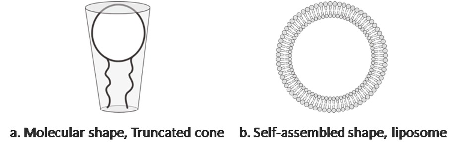 Figure 2 Self-assembled prediction of phospholipid molecules.