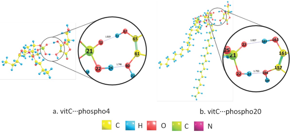 Figure 3 Intermolecular interaction between vitamin C and phospholipid molecules.