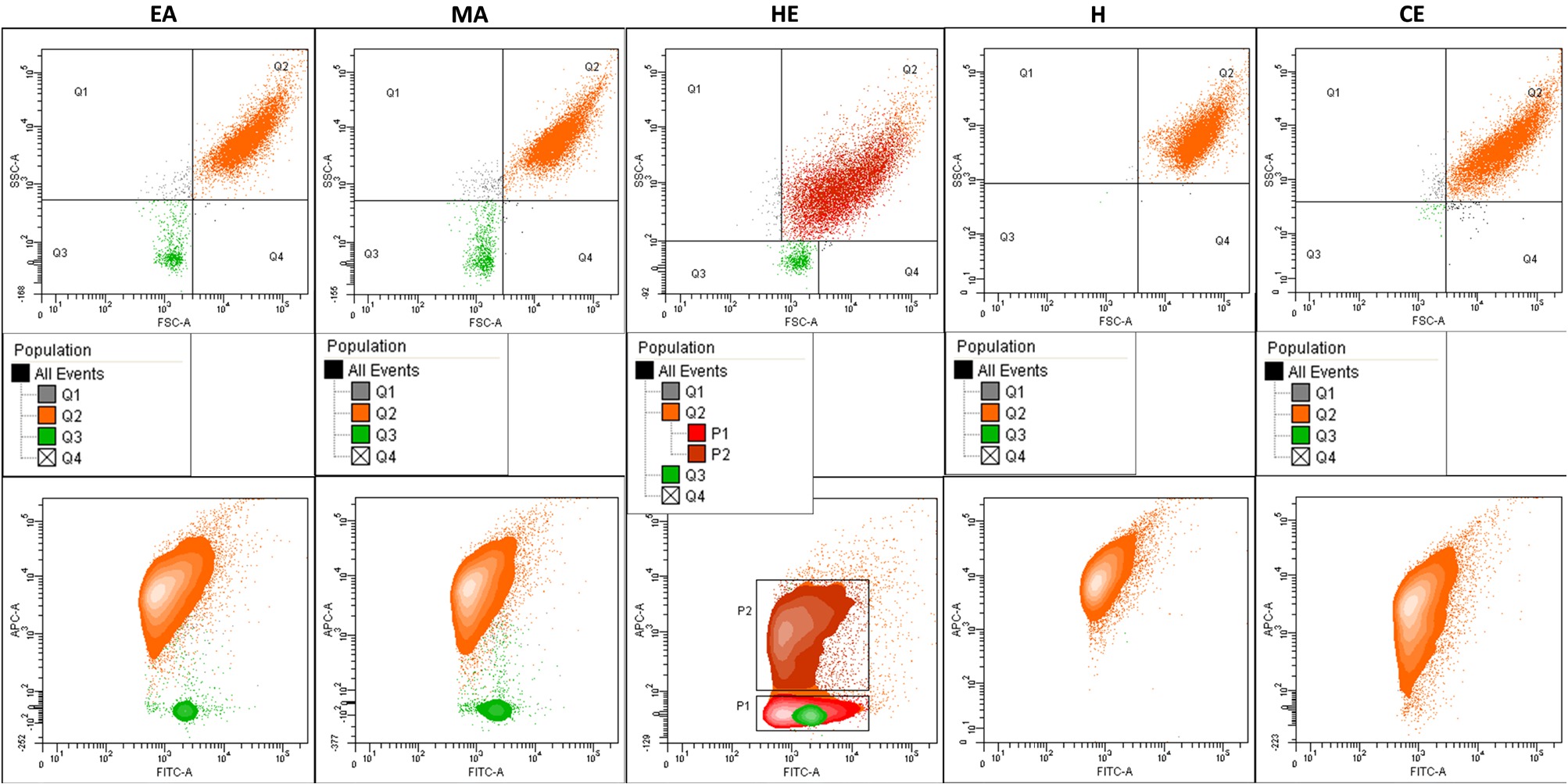 Figure 3 Diversity of MLV populations in terms of morphology and structure determined by flow cytometry. Bivariate contour plots in the upper row for each population FSC-A vs SSC-A, lower row  –  FITC-A vs APC-A. Diagrams indicate the gating strategy (structure of defined subpopulations). Sub-populations P1 and P2 (discriminated within the Q2 region using TO/DiD staining) indicate higher structural diversity of liposomes.