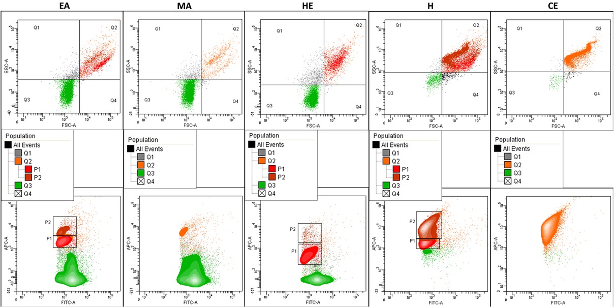 Figure 4 Diversity of SUV populations in terms of morphology and structure determined by flow cytometry. Bivariate contour plots in the upper row for each population FSC-A vs SSC-A, lower row  –  FITC-A vs APC-A. Diagrams indicate the gating strategy (structure of defined subpopulations). Sub-populations P1 and P2 (discriminated within the Q2 region using TO/DiD staining) indicate higher structural diversity of liposomes.