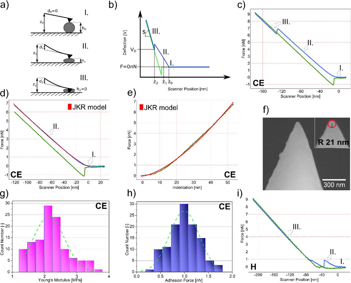 Figure 5 Quantitative analysis of nanomechanical properties of SUV by FS: (a,b) illustrative scheme of the force spectroscopy experiment  –  force curve and indentation (I.  –  physical contact between AFM tip and surface of a vesicle, II.  –  indentation of a vesicle, III.  –  indentation of the mica substrate; symbols: z –  scanner position, d –  cantilever deflection, VD  –  cantilever deflection signal, h –  height of vesicle, S –  sensitivity, F –  force); (c,d) typical approach (blue)  –  retraction (green) force curve recorded on a CE vesicle with calculated force [nN]; (d,e) the Johnson-Kendall-Roberts (JKR, red curve) model fitted to typical CE data region II.  –  force curve (d) and corresponding force-indentation profile (e); (f) scanning electron micrograph of Bruker DNP B tip after the experiment (cantilever no. 1, inset: radius R of the tip); (g,h) calculated Young’s modulus and adhesion force histograms for CE specimen (green striated curve  –  fitted Gauss distribution profile); (i) typical approach (blue)  –  retraction (green) force curve recorded on a H sample depicts indented lipid bilayer patch (region II.).