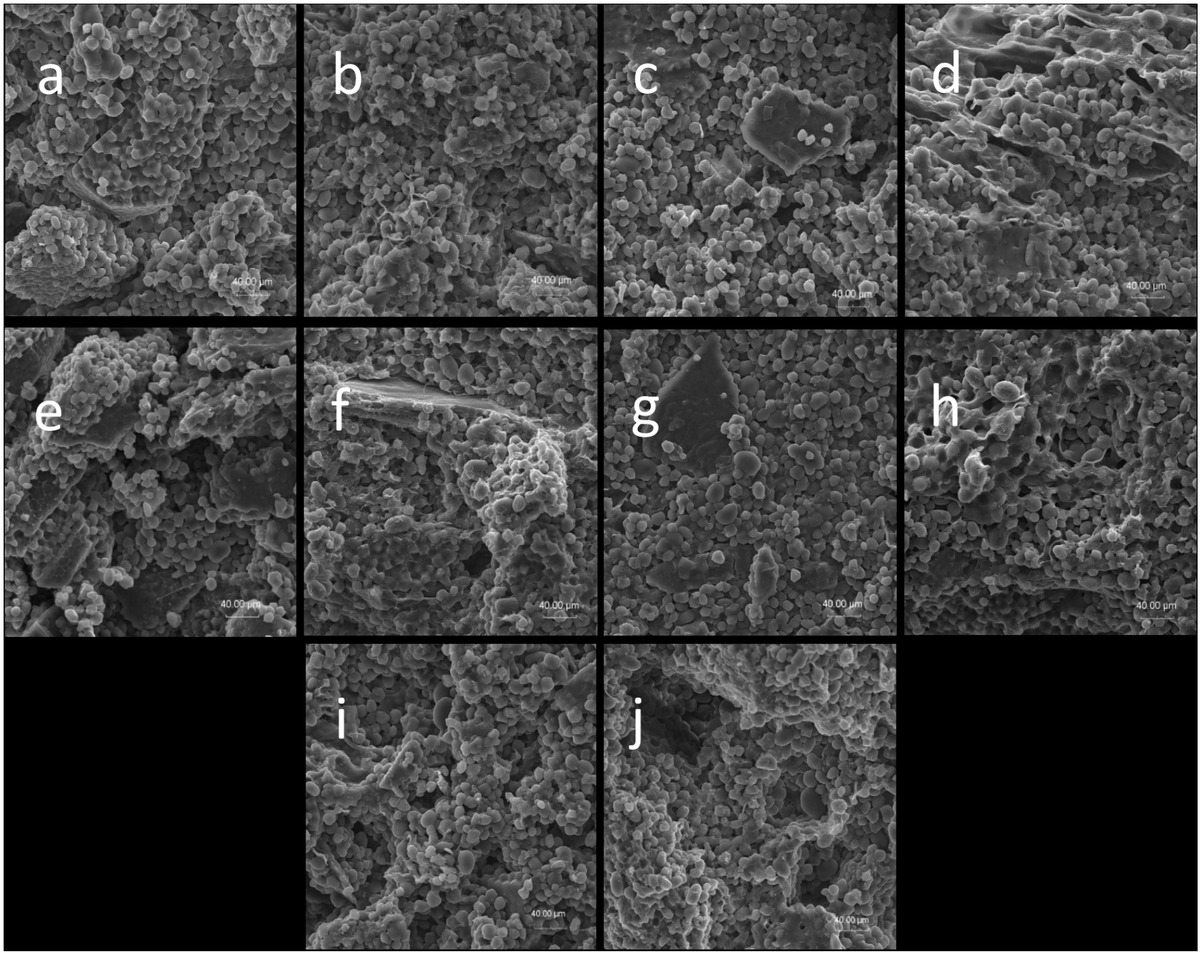 Figure 3 SEM pictures of the corn-field bean pasta surface and cross-section, respectively (magnification x600): a, b – pasta with 0.25 % of xanthan gum, c, d– pasta with 0.50 % of xanthan gum, e, f– pasta with 0.75 % of xanthan gum, g, h– pasta with 1.00 % of xanthan gum, i, j – control pasta.