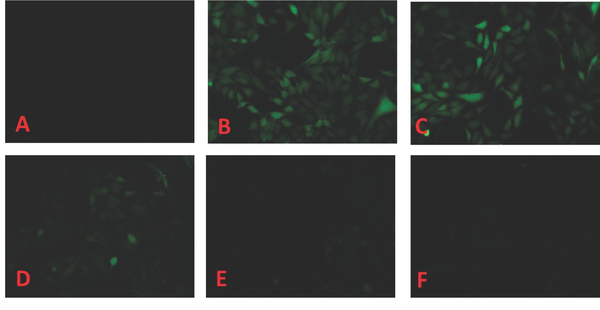 Figure 1 Comparison of ROS in HepG2 cells with DCFH-DA fluorescence staining (A: control group; B: model group; C~F: 5, 10, 25, 50 μg/mL extracts of rosae rugosae flos; × 200).
