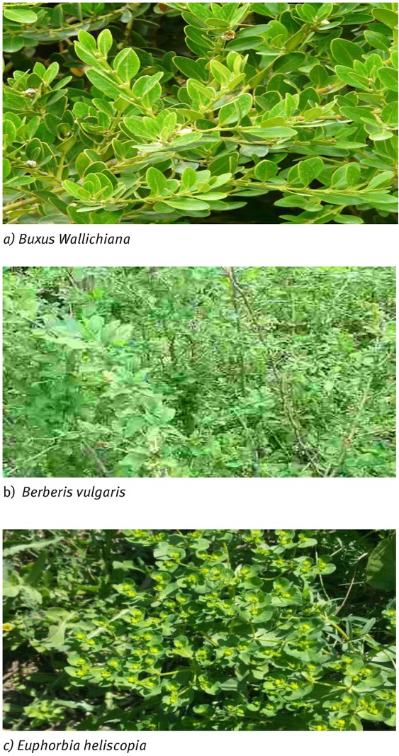 Figure 1 a, b and c shows selected medicinal plants for antiprotoscolices potential against E. granulosus.